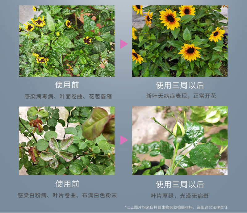 活力素2_10.jpg